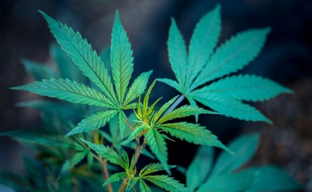 Die Wissenschaft hinter Cannabis